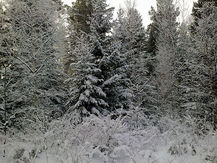 Medium         .                            12.2012